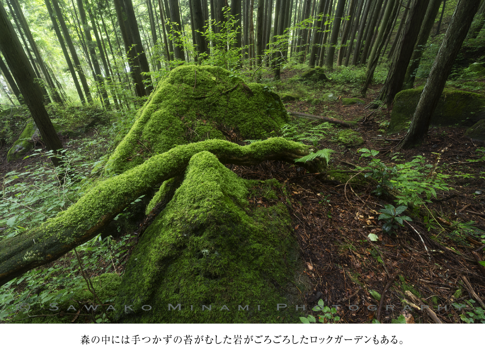 森の中には手つかずの苔がむした岩がごろごろしたロックガーデンもある。